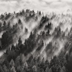 Fototapet Foggy Forest, personalizat, Rebel Walls