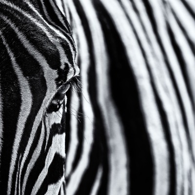 Wallpaper cu o imagine cu detalii fine a capului unei zebre