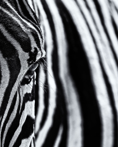 Wallpaper cu o imagine cu detalii fine a capului unei zebre