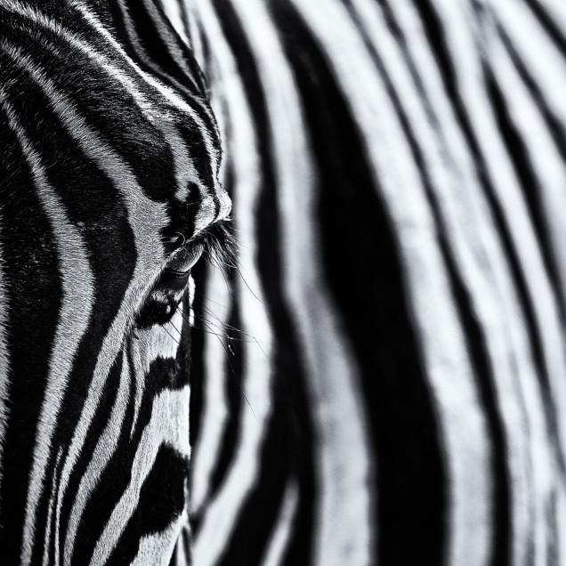 Wallpaper cu o imagine cu detalii fine a capului unei zebre