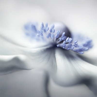 Tapet cu un design floral minimalist, albastru pastelat