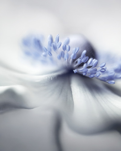 Tapet cu un design floral minimalist, albastru pastelat