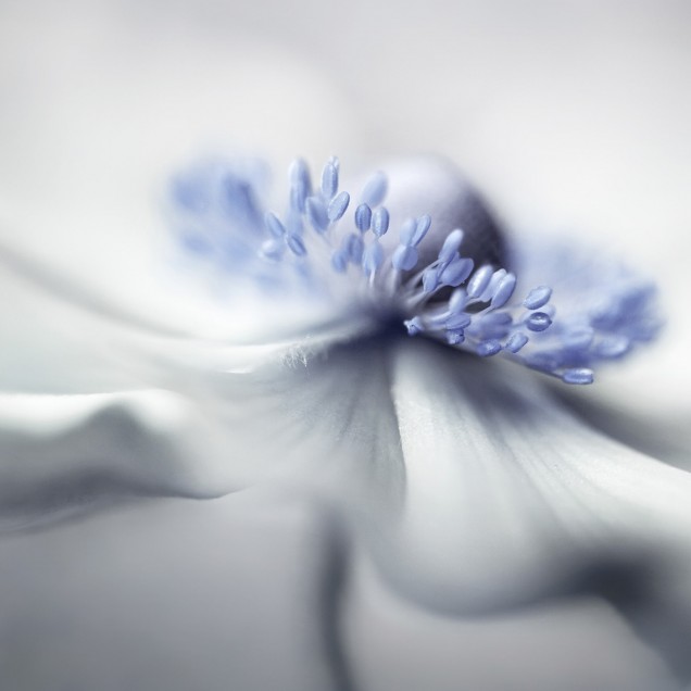 Tapet cu un design floral minimalist, albastru pastelat