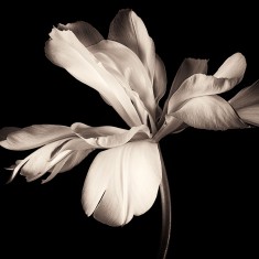 Fototapet Dramatic Flower, personalizat, Rebel Walls