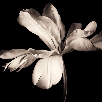 Tapet Dramatic Flower cu o floare alba pe un fundal negru, in interiorul unei bucatarii