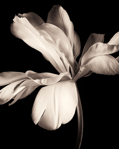 Tapet Dramatic Flower cu o floare alba pe un fundal negru, in interiorul unei bucatarii