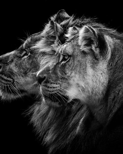 Lion Duo wallpaper - două lei pe un fundal negru