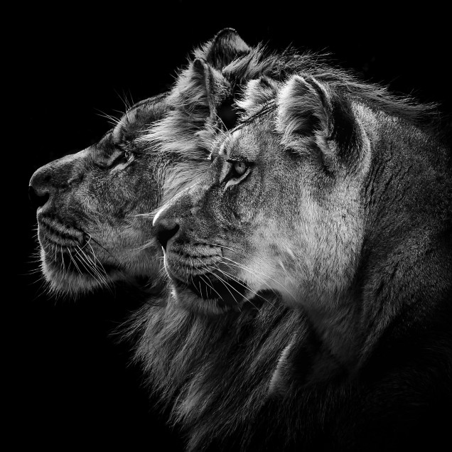 Lion Duo wallpaper - două lei pe un fundal negru