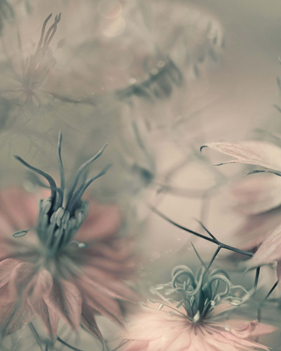Wallpaper floral vintage cu flori delicate, perfect pentru un dormitor sau salon.