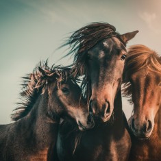 Fototapet Three Horses, personalizat, Rebel Walls