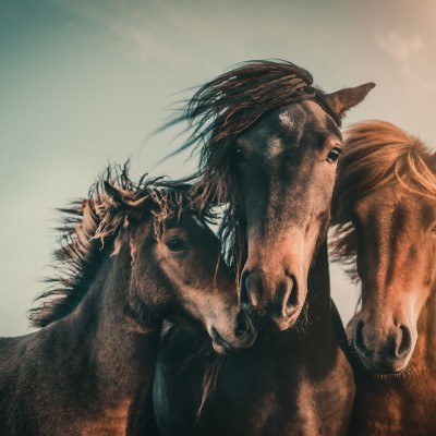 Tapet cu cai - Three Horses