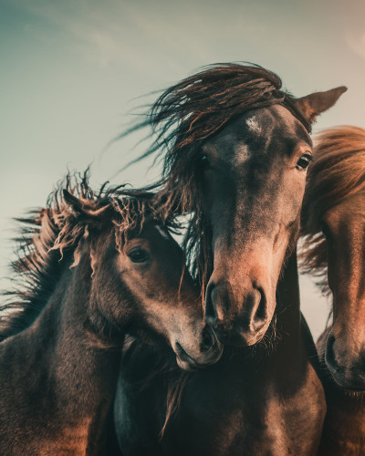 Tapet cu cai - Three Horses