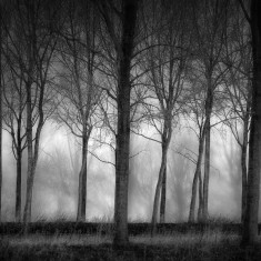 Fototapet Row of Trees, personalizat, Rebel Walls