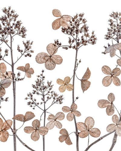 Tapet cu flori uscate, cu flori delicate si delicate