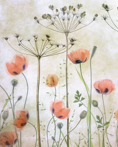 Tapet floral Poppy Meadow, cu maci si flori delicate, perfect pentru living sau dormitor