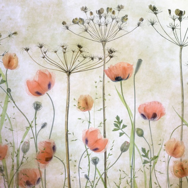 Tapet floral Poppy Meadow, cu maci si flori delicate, perfect pentru living sau dormitor