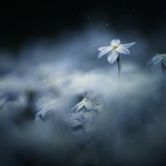 Fototapet Midnight Flower, personalizat, Rebel Walls