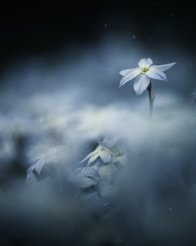 Tapet floral Midnight Flower, cu flori albe delicate pe un fundal albastru închis