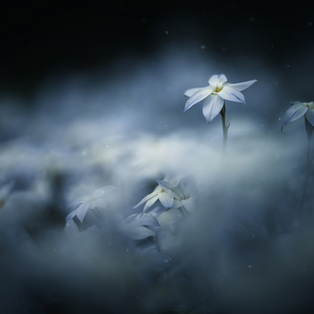 Tapet floral Midnight Flower, cu flori albe delicate pe un fundal albastru închis