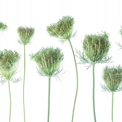 Tapet Wild Carrot cu motive botanice delicate