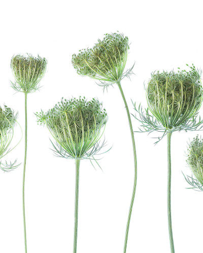 Tapet Wild Carrot cu motive botanice delicate