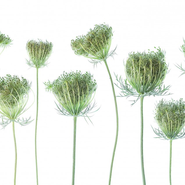 Tapet Wild Carrot cu motive botanice delicate