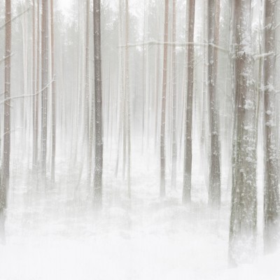 Tapet Winter Forest cu un design minimalist care ilustrează o pădure acoperită de zăpadă.
