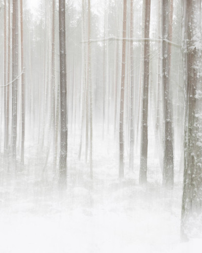Tapet Winter Forest cu un design minimalist care ilustrează o pădure acoperită de zăpadă.