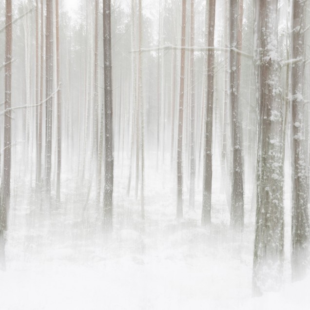 Tapet Winter Forest cu un design minimalist care ilustrează o pădure acoperită de zăpadă.
