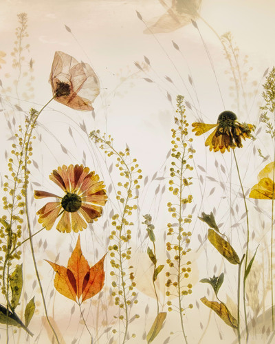Tapet floral Midsummer Meadow cu flori galbene și maro.
