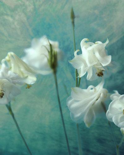 Imagine cu un wallpaper cu flori albe Aquilegia pe fundal verde.