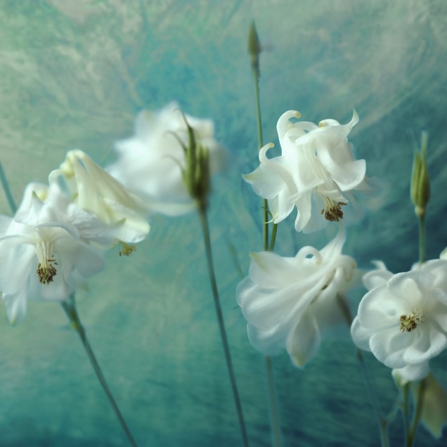 Imagine cu un wallpaper cu flori albe Aquilegia pe fundal verde.