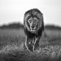 Fototapet Lion King, personalizat, Rebel Walls