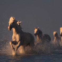 Fototapet Wild Horses, personalizat, Rebel Walls