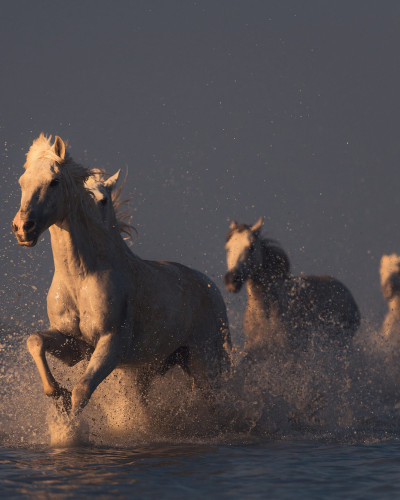 Tapet foto Wild Horses cu cai albi care aleargă printr-un câmp cu o nuanță de aur.