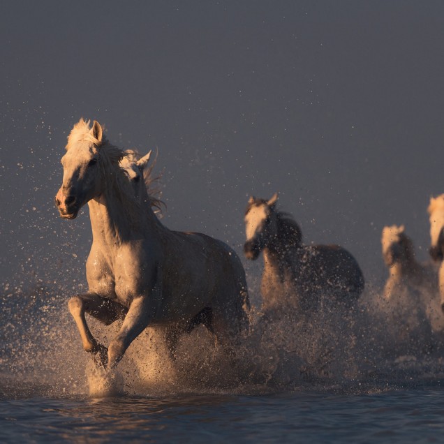 Tapet foto Wild Horses cu cai albi care aleargă printr-un câmp cu o nuanță de aur.