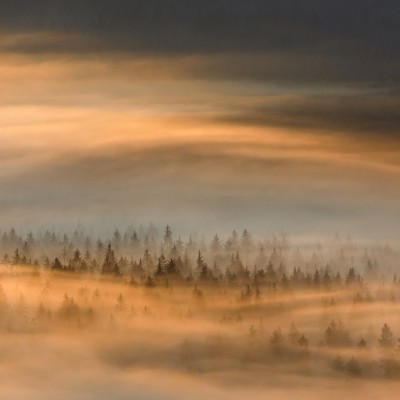 Imagine cu tapetul Golden Fir Forest - un paduc cu brazi aurii invaluiti in ceata