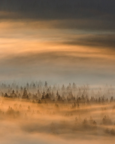 Imagine cu tapetul Golden Fir Forest - un paduc cu brazi aurii invaluiti in ceata