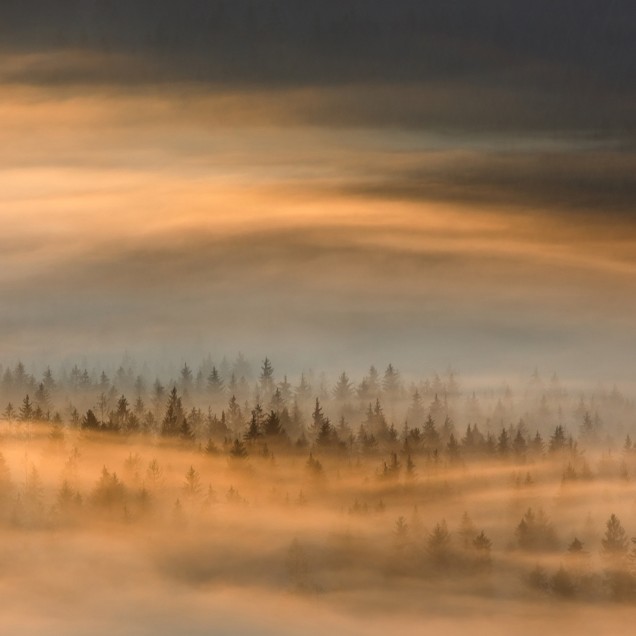 Imagine cu tapetul Golden Fir Forest - un paduc cu brazi aurii invaluiti in ceata