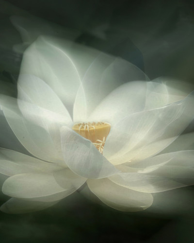 Tapet floral cu nufăr alb, White Waterlily.