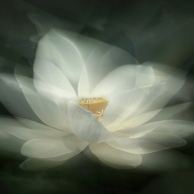 Tapet floral cu nufăr alb, White Waterlily.