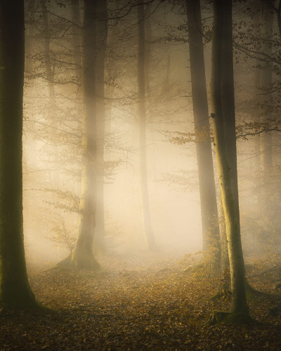 Tapet cu o pădure mistică, Secret Forest