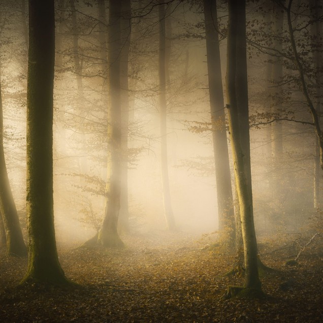 Tapet cu o pădure mistică, Secret Forest