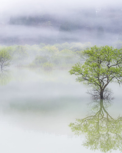 Wallpaper Misty Tree cu un peisaj natural relaxant, cu un copac singuratic înconjurat de ceață și apă.