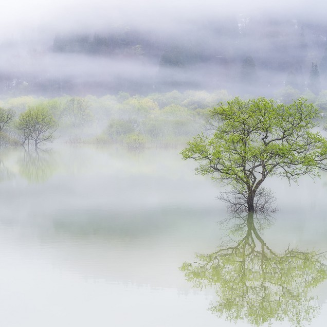 Wallpaper Misty Tree cu un peisaj natural relaxant, cu un copac singuratic înconjurat de ceață și apă.