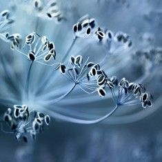 Fototapet Blue Crown Dill, personalizat, Rebel Walls
