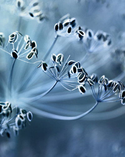 Tapet Blue Crown Dill, cu design minimalist și elegant, cu un design abstract al unor flori de chimen