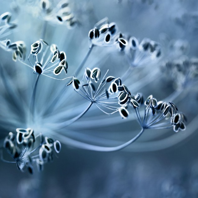 Tapet Blue Crown Dill, cu design minimalist și elegant, cu un design abstract al unor flori de chimen