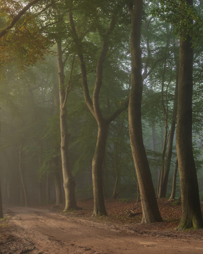 Tapet Secret Road cu o cărare secretă printr-o pădure misterioasă
