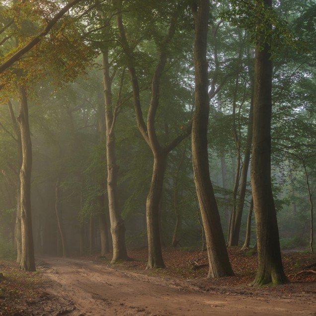 Tapet Secret Road cu o cărare secretă printr-o pădure misterioasă